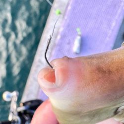 カワハギ/カワハギ仕掛け