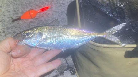 久々の南芦屋浜！そろそろアジが本格的に回りだしましたね