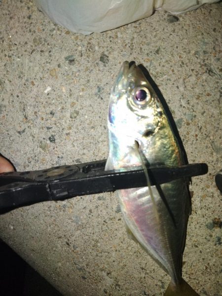 フロートゲーム~