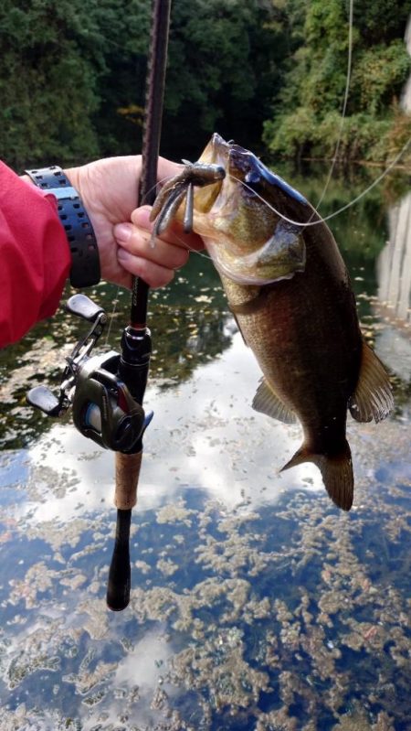 パンチショット!