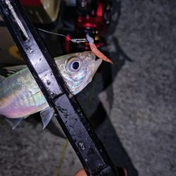 ベイト豆アジング