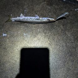 陸っぱり釣行記