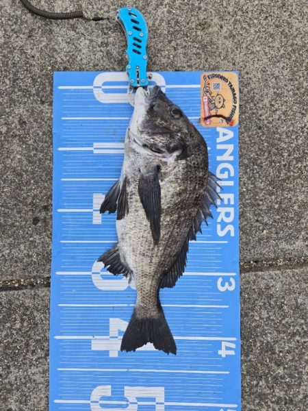 今治出張中、休み取れましたので、ふかせ釣り第4戦✨️