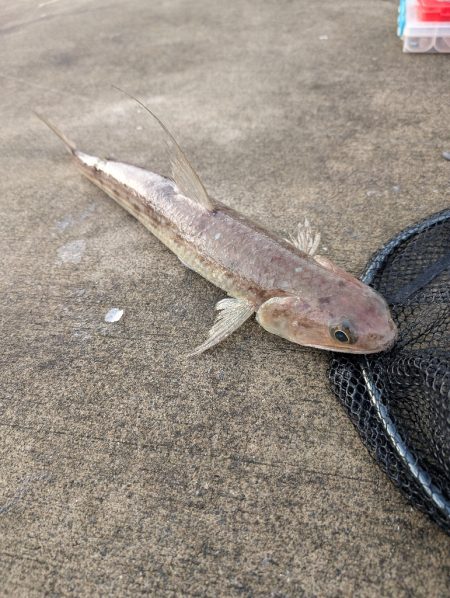 陸っぱり釣行記