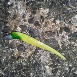 ナイトゲームでヒラセイゴをゲット!