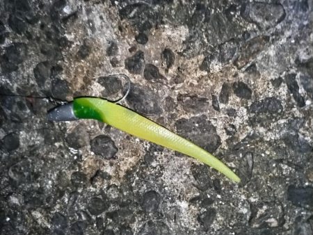 ナイトゲームでヒラセイゴをゲット!