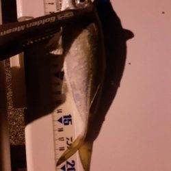 今年はいいのかな?