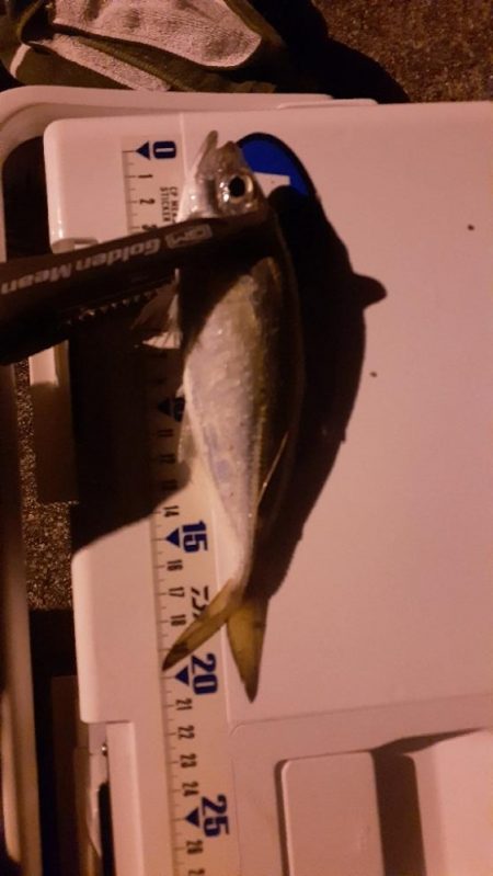 今年はいいのかな?