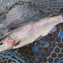 釣行タイミングが良ければ釣れる ～岡崎トラ…