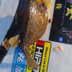 和歌山市江（吉丸渡船）でグレ釣り大会