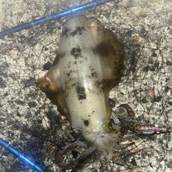 障泥1杯、キジハタ2匹!(お)