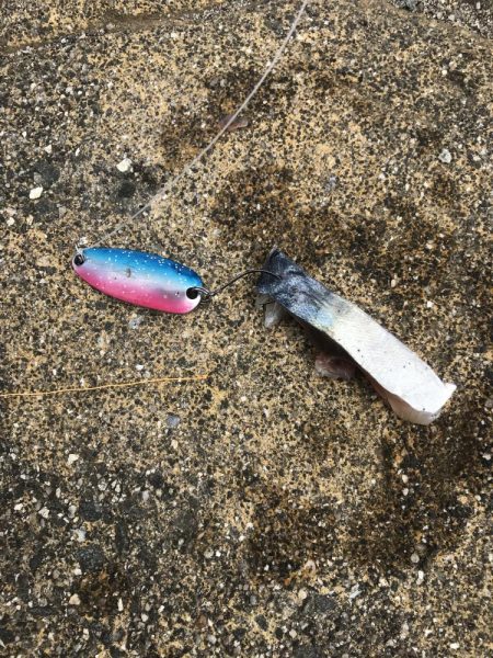 ハイブリッド釣法でアカハタGET