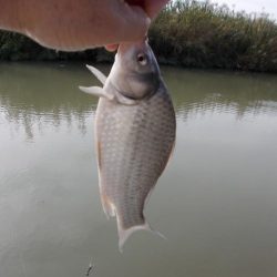 紀ノ川/田井ノ瀬 ヘラブナ釣り ヘラブナ30cm✗1枚,マブナ2枚