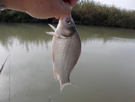 紀ノ川/田井ノ瀬 ヘラブナ釣り ヘラブナ30cm✗1枚,マブナ2枚