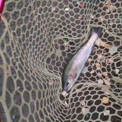 約一年ぶりの管理釣り場。魚いるの?