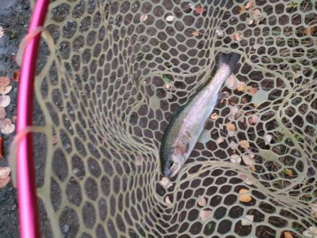 約一年ぶりの管理釣り場。魚いるの?