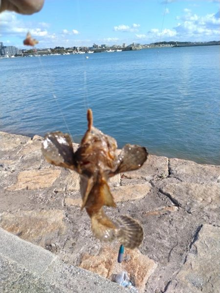 東二見でハゼ釣り