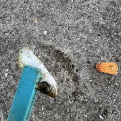 冬到来 おせんの時期