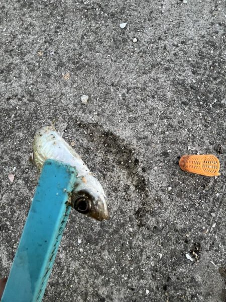 冬到来 おせんの時期