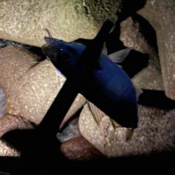 アジング ツ抜け