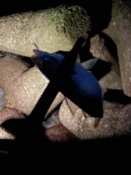 アジング ツ抜け