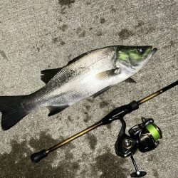 久々セイゴ祭り!