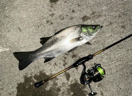 久々セイゴ祭り!