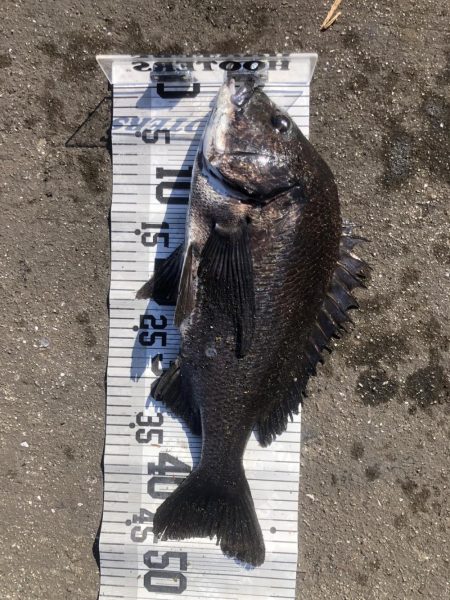 イチノ兄弟、釣果!