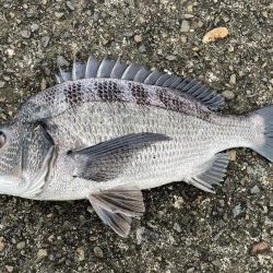 イチノ兄弟、釣果!