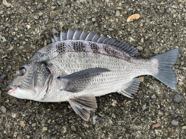 イチノ兄弟、釣果!