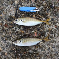 秋のアジ釣り 良型が少し