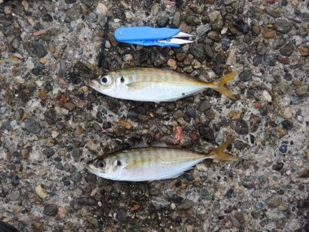 秋のアジ釣り 良型が少し