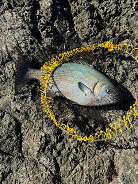 和歌山県磯釣連盟グレ釣りトーナメント決勝戦…