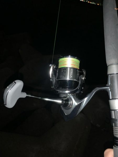 ステラ デビュー!