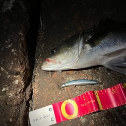 走る走る!青物か?