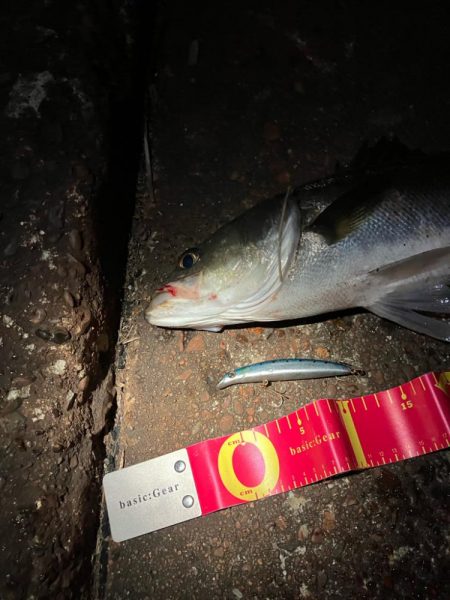 走る走る!青物か?