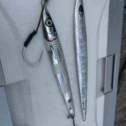 志摩トンジギでタネトンが出た!