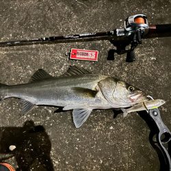 【ジョインテッドクロー】時には強気に攻めるのが吉!