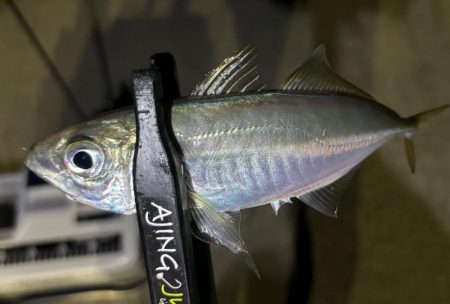 中アジ探しで珍事‼þ…