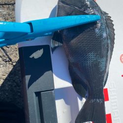 チヌ狙いのはずが?