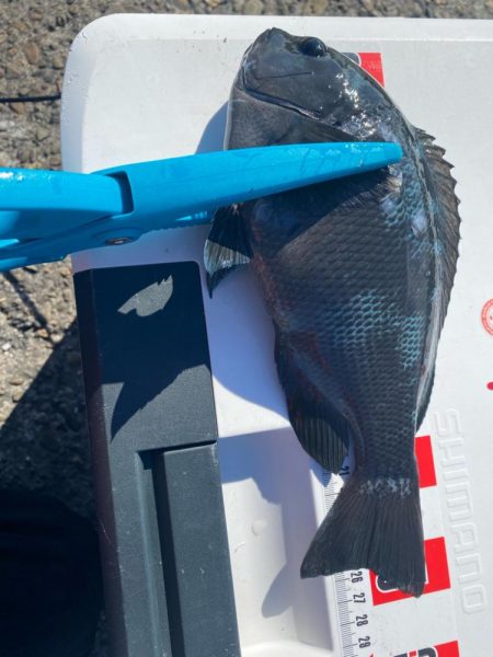 チヌ狙いのはずが?