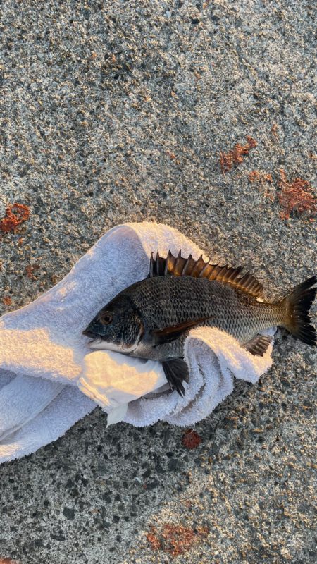 紀州釣り チヌ 11匹