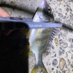 70近いシーバスのエラ洗い炸裂!!