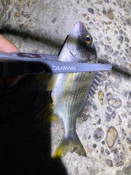 70近いシーバスのエラ洗い炸裂!!