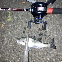 癒しのアジング