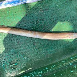 タチウオ&カワハギ