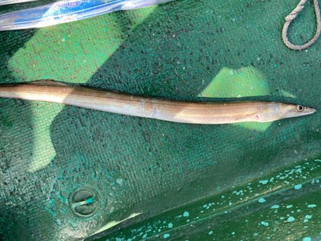 タチウオ&カワハギ