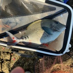 南紀の磯でフカセ釣り