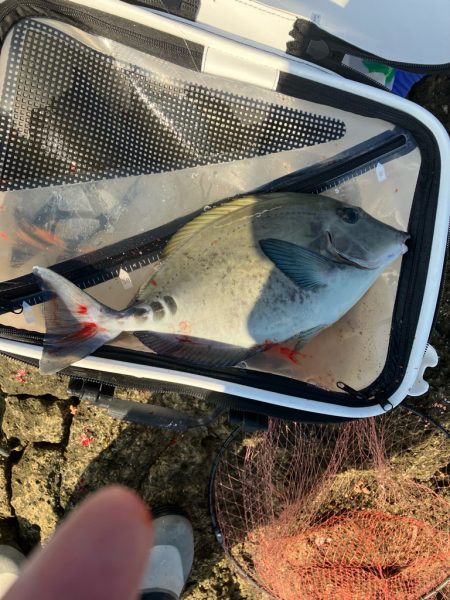 南紀の磯でフカセ釣り