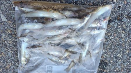 今年最高に迫る!